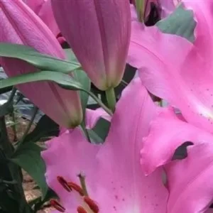 Pink lily buds and open blossoms cluster