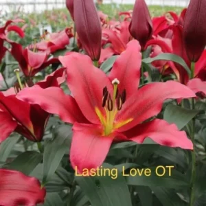 Here's an alt tag for the image: Red Lasting Love OT lilies blooming.