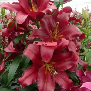 Deep red lilies blooming in greenhouse with tag