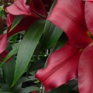 Deep red lilies among green leaves.