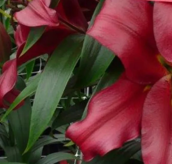Deep red lilies among green leaves.