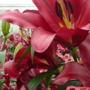 Deep red lily bloom with glossy leaves