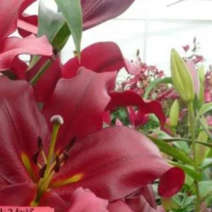 Deep red lilies in greenhouse bloom.