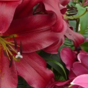 Deep red lilies in full bloom.