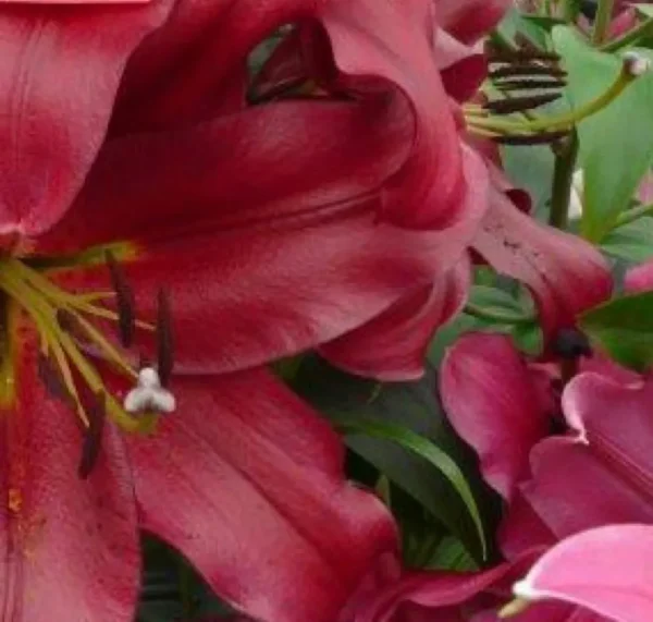 Deep red lilies in full bloom.