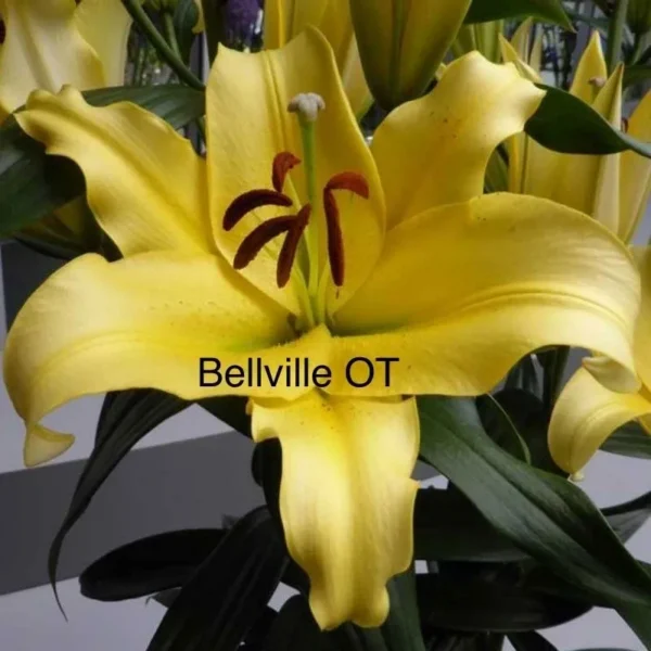 Yellow Bellville OT lily flower.