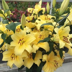 Pale yellow lilies in a vase.