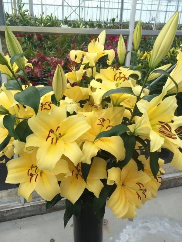Pale yellow lilies in a vase.