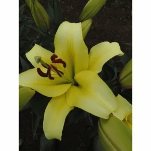 Pale yellow Asiatic lily in bloom.