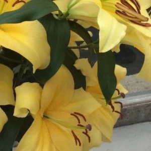 Yellow lilies close-up with brown stamens