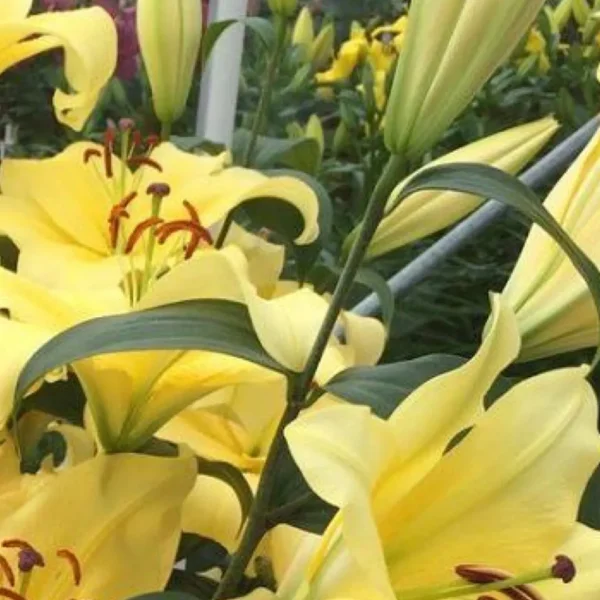 Yellow lily blossoms with orange stamens