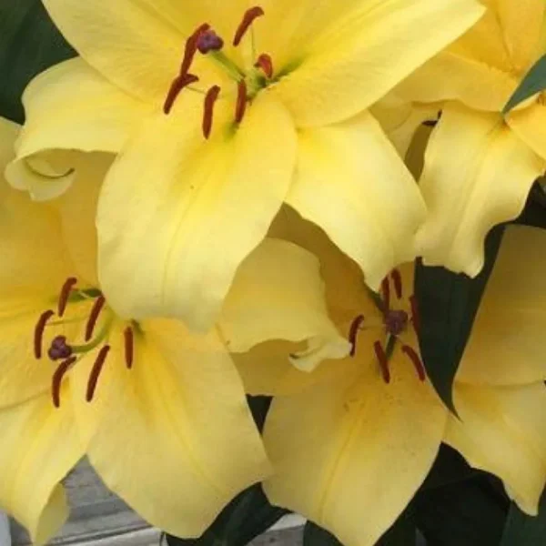 Pale yellow lilies in full bloom.