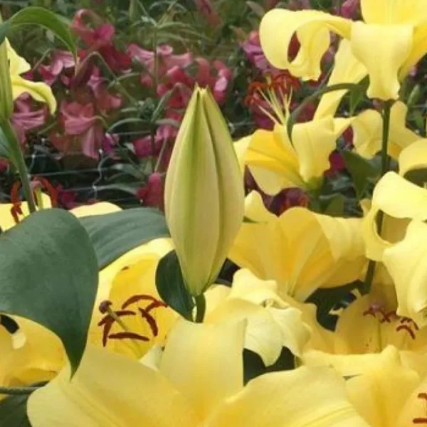 Yellow lilies blooming in the garden.