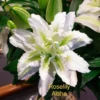 Roselily Aisha: white lily bloom.