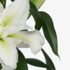 White lily bloom with glossy green leaves