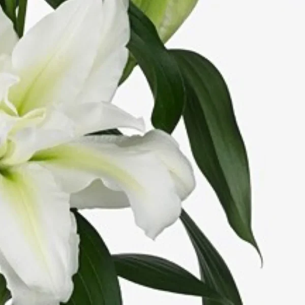 White lily bloom with glossy green leaves