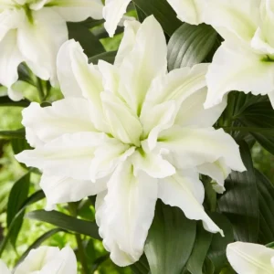 Pure white lilies in full bloom.
