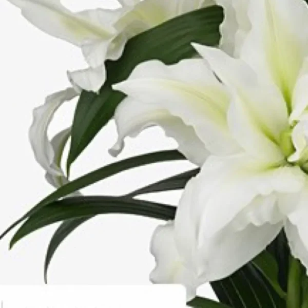 Elegant white lilies with green leaves.