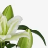 White lilies in bloom, green buds.