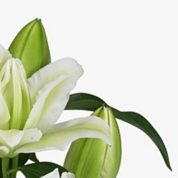 White lilies in bloom, green buds.