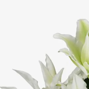 Elegant white lilies, close-up.