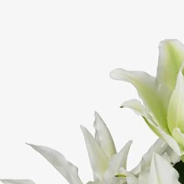 Elegant white lilies, close-up.
