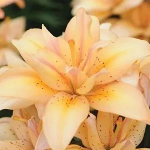 Pale yellow lilies with brown speckles.