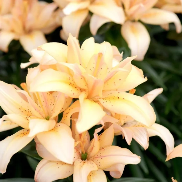 Pale peach lily blooms close-up