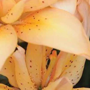 Close-up of pale orange lily flower.