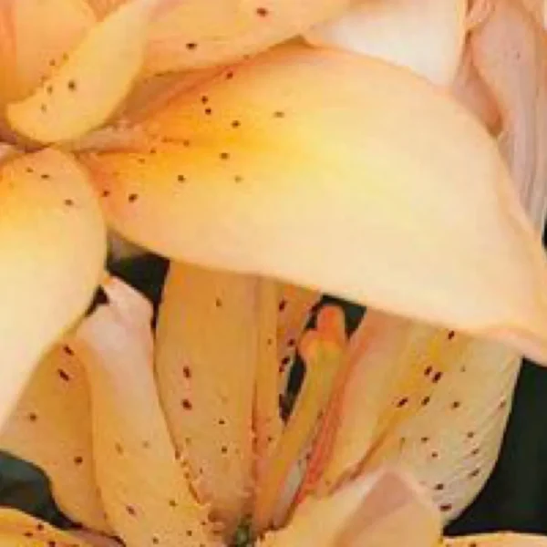Close-up of pale orange lily flower.