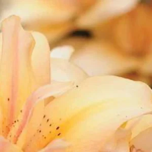 Close-up of peach lily petals with speckles