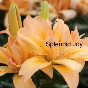Peach lilies; Splendid Joy blooms.