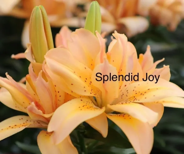Peach lilies; Splendid Joy blooms.