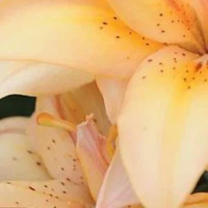Close-up of pale orange lily petals.