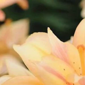 Pale yellow lily flower petals.