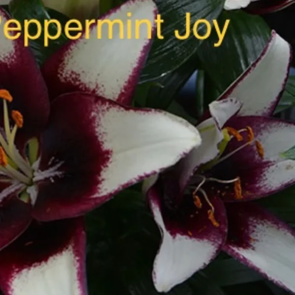 Peppermint Joy lilies, dark burgundy and white.