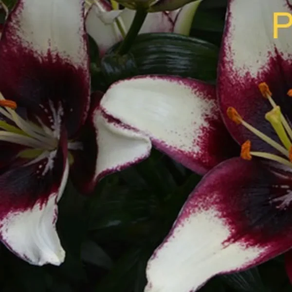 Close-up of white and maroon lilies.