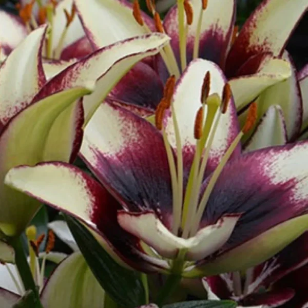 Cream and burgundy lilies in bloom.
