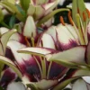 Cream lilies with burgundy edges.