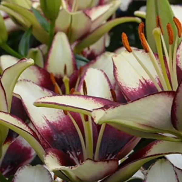 Cream lilies with burgundy edges.