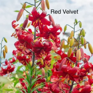 Red Velvet lilies in bloom.