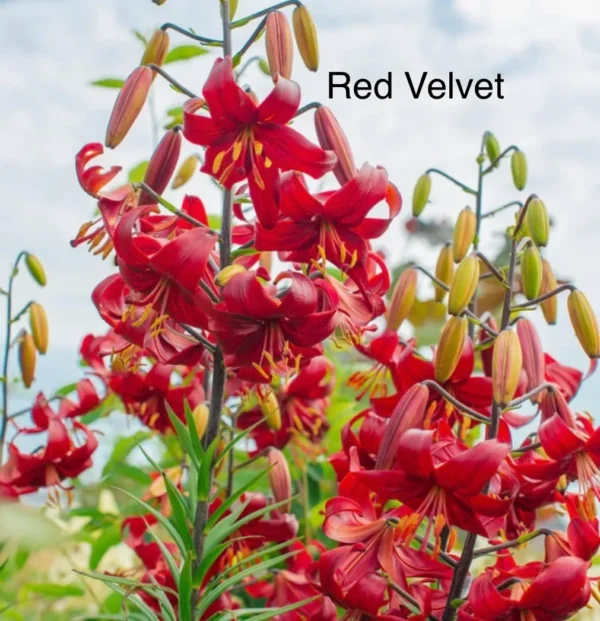 Red Velvet lilies in bloom.