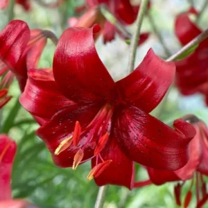 Deep red lily flower in bloom.