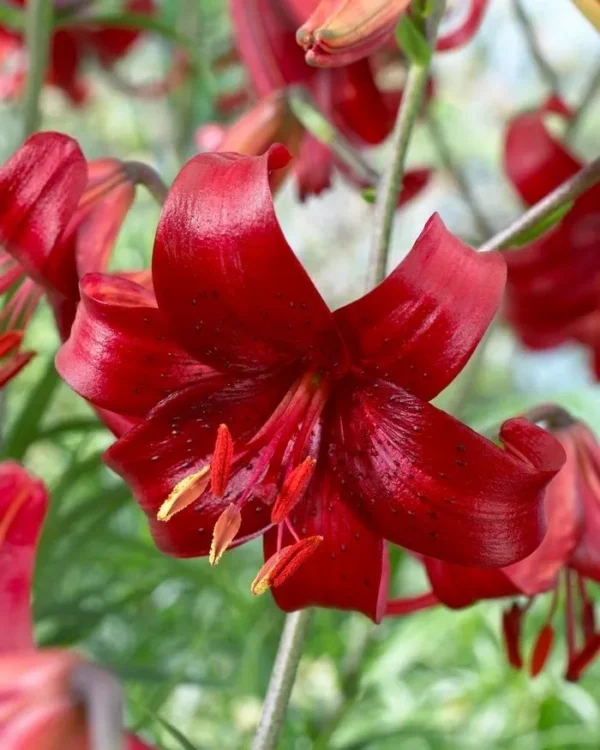 Deep red lily flower in bloom.