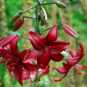 Cluster of crimson lilies against green background