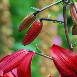 Red lily buds and blossoms.