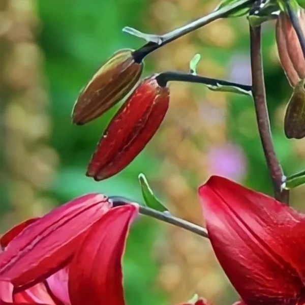 Red lily buds and blossoms.