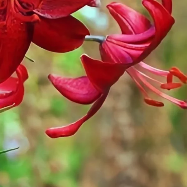 Deep red lily flowers in bloom.