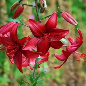 Vibrant red lilies with green blurred background