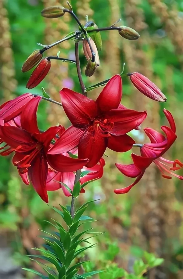 Vibrant red lilies with green blurred background
